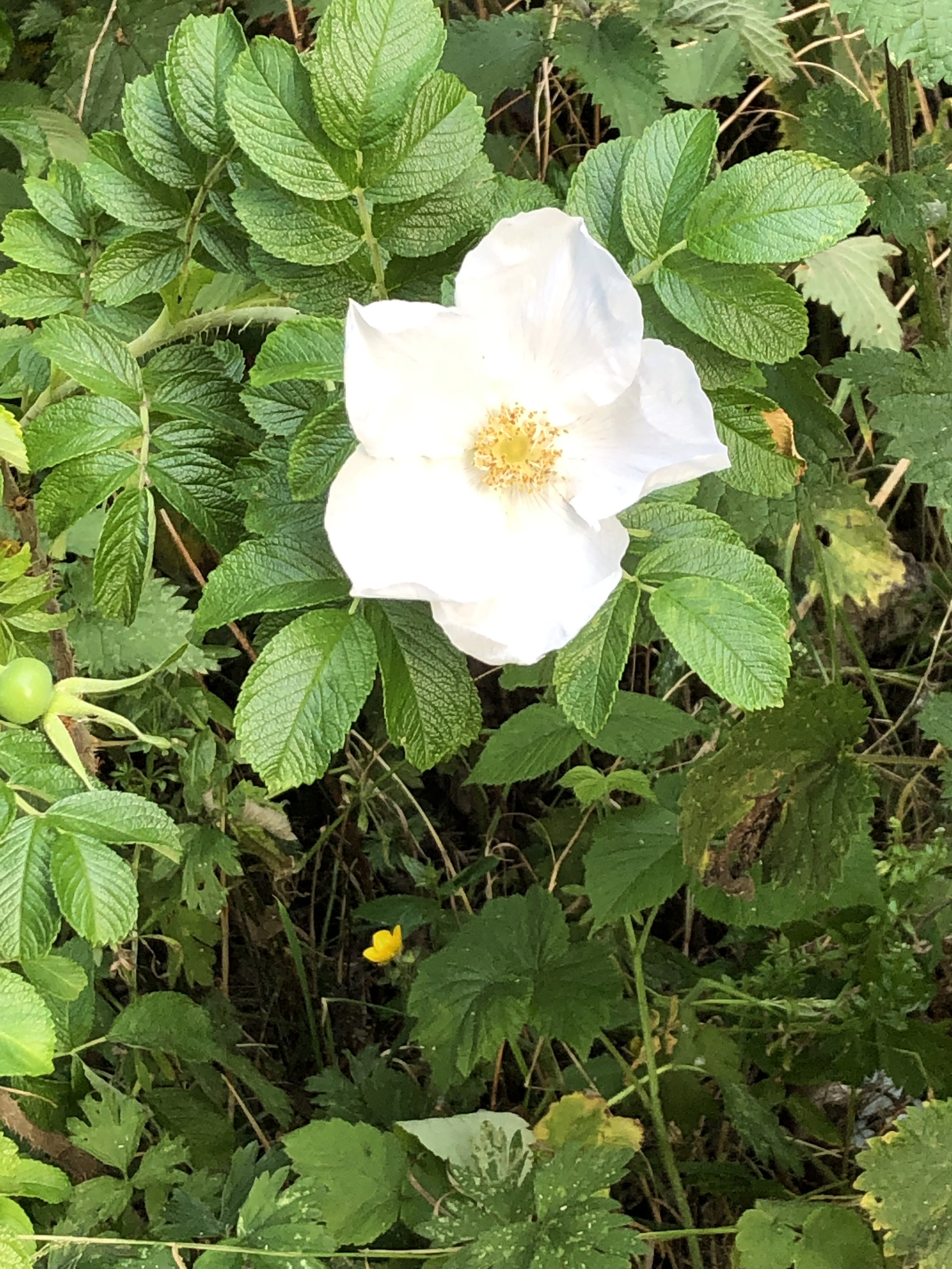 4D9836B4-3F9D-458B-B998-B0AC354FD56A